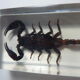Inclusions insectes, cabinet de curiosité, scorpion