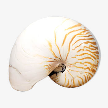Coquillage Nautilus curiosité