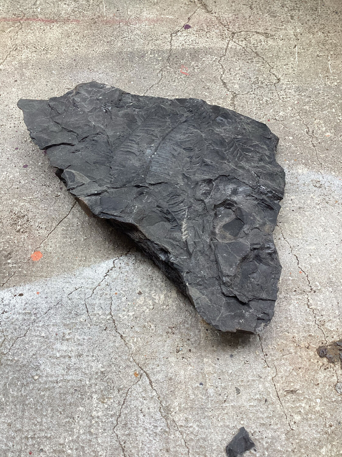 Plant fossilized plate