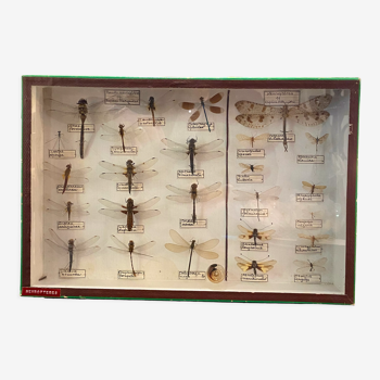 Entomology box showcase of dragonfly insects