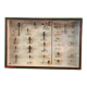 Entomology box showcase of dragonfly insects