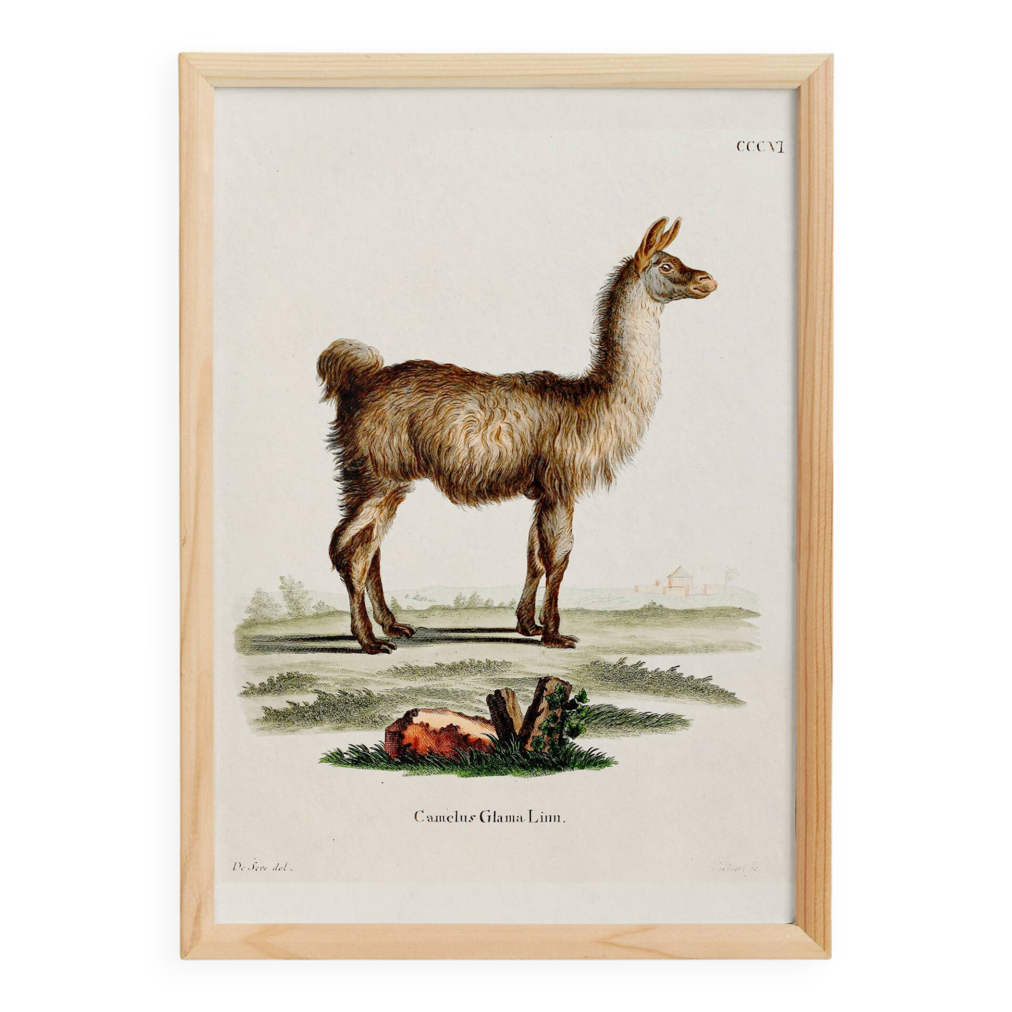 Poster about the Lama, based on an old engraving from 1774.