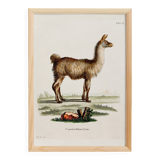 Poster about the Lama, based on an old engraving from 1774.