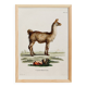 Poster about the Lama, based on an old engraving from 1774.