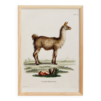 Poster about the Lama, based on an old engraving from 1774.