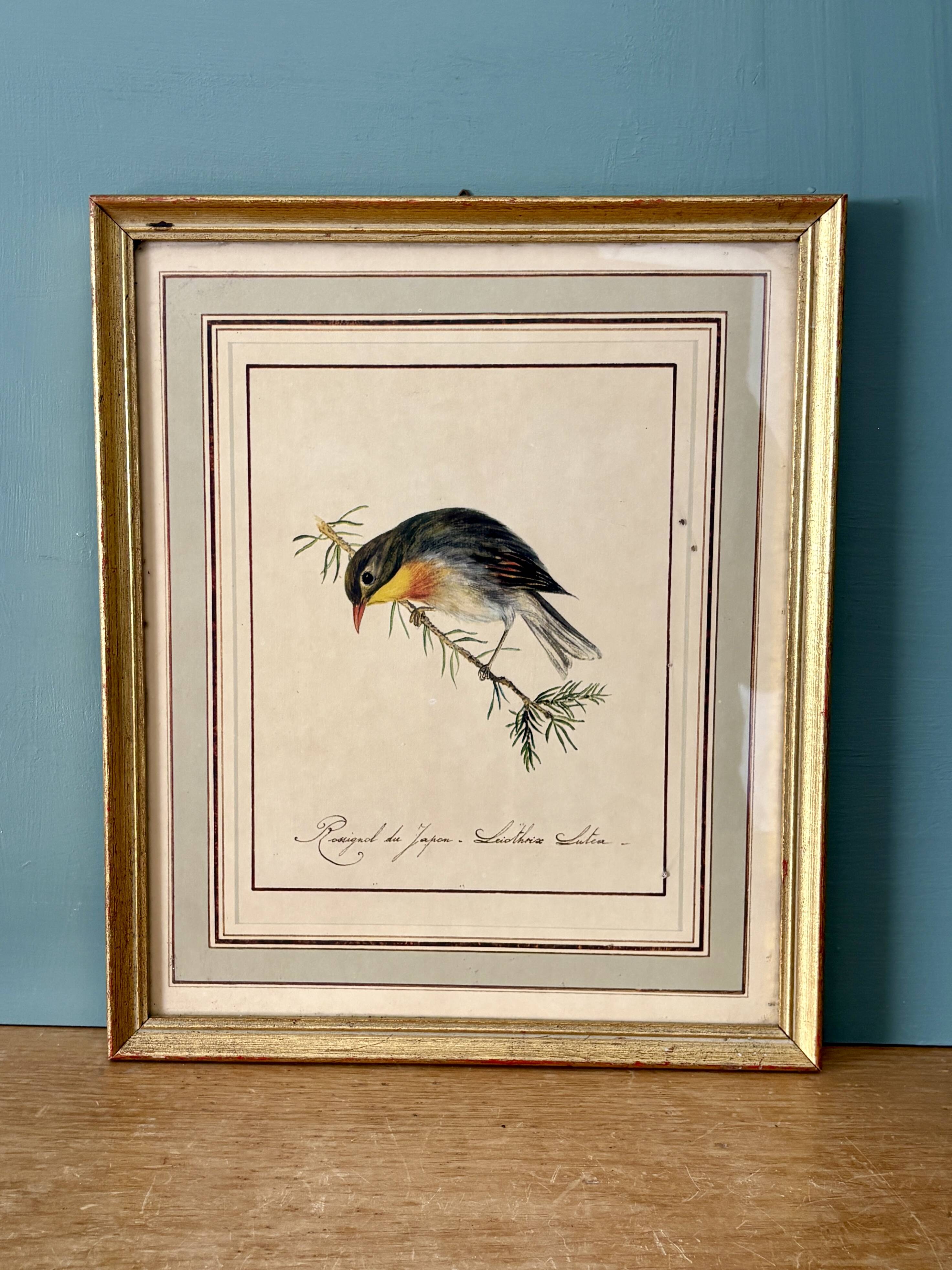 Vintage frame drawing of a bird - Japanese Nightingale