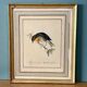 Vintage frame drawing of a bird - Japanese Nightingale