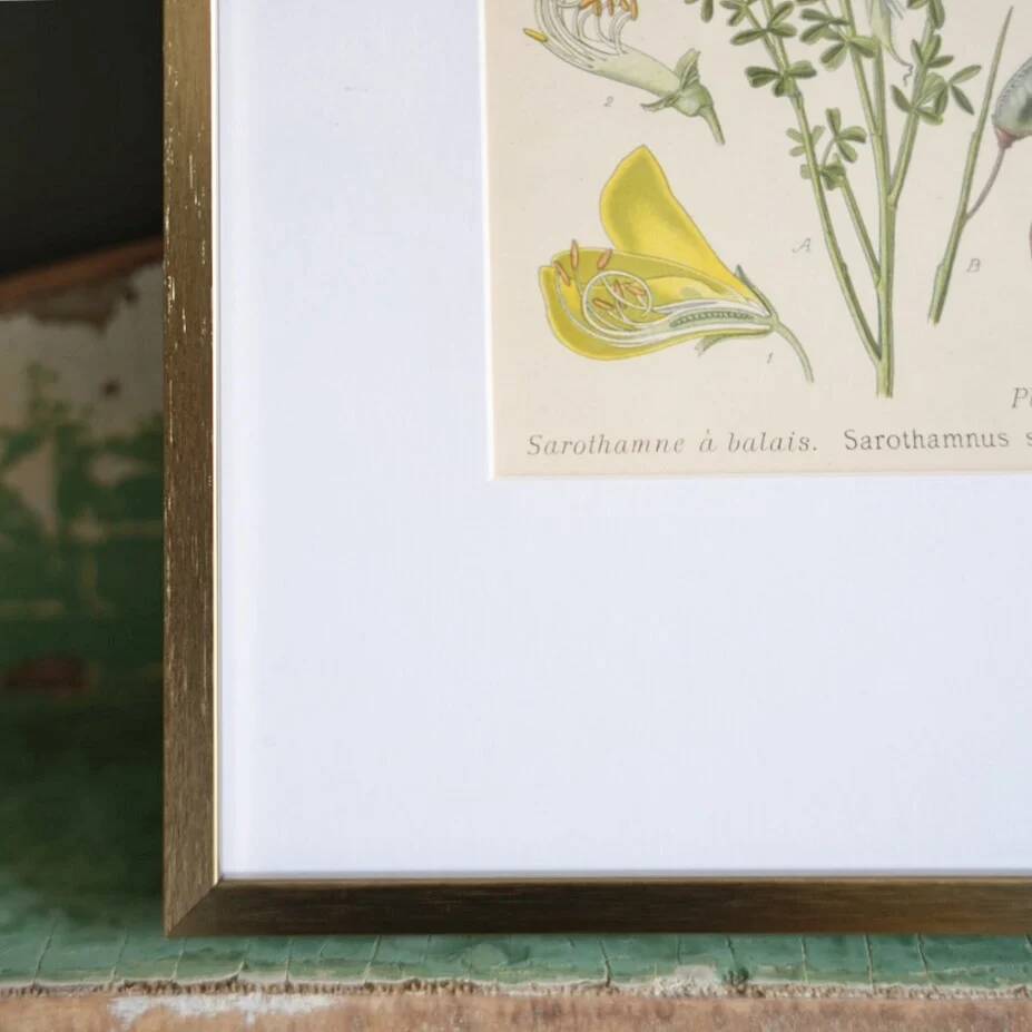 Botany under the Sarothamnus frame