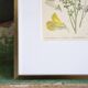 Botany under the Sarothamnus frame