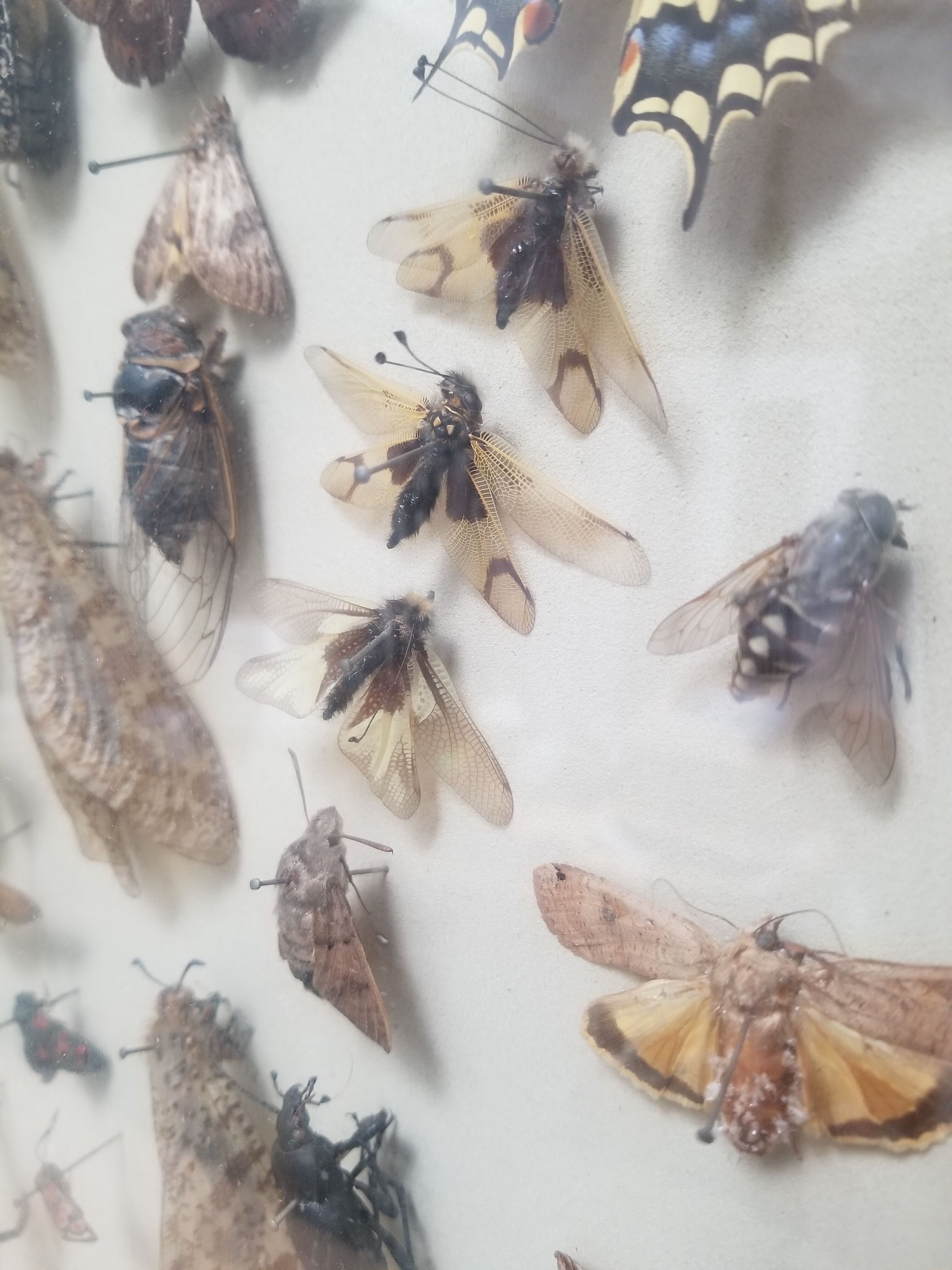 Vintage naturalized insect frame