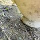 Pair of signed cement garden basins