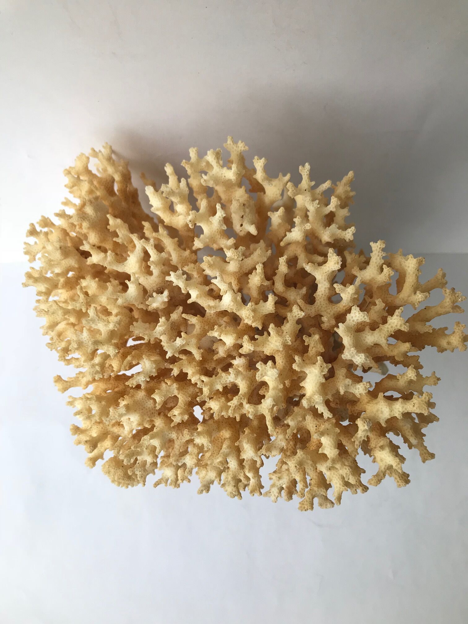 Big bush pacific coral