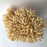 Big bush pacific coral