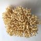 Big bush pacific coral
