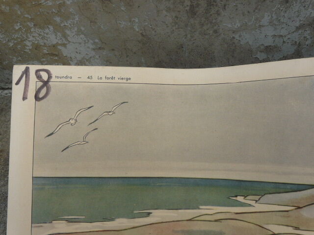 School poster Rossignol collection years 50,N° 45 and 46 the tundra - the virgin forest