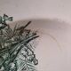 Antique plate Faïencerie Saint-Amandinoise model Muguet from the 1900s