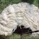 Fan scale ostrich feathers Napoleon III