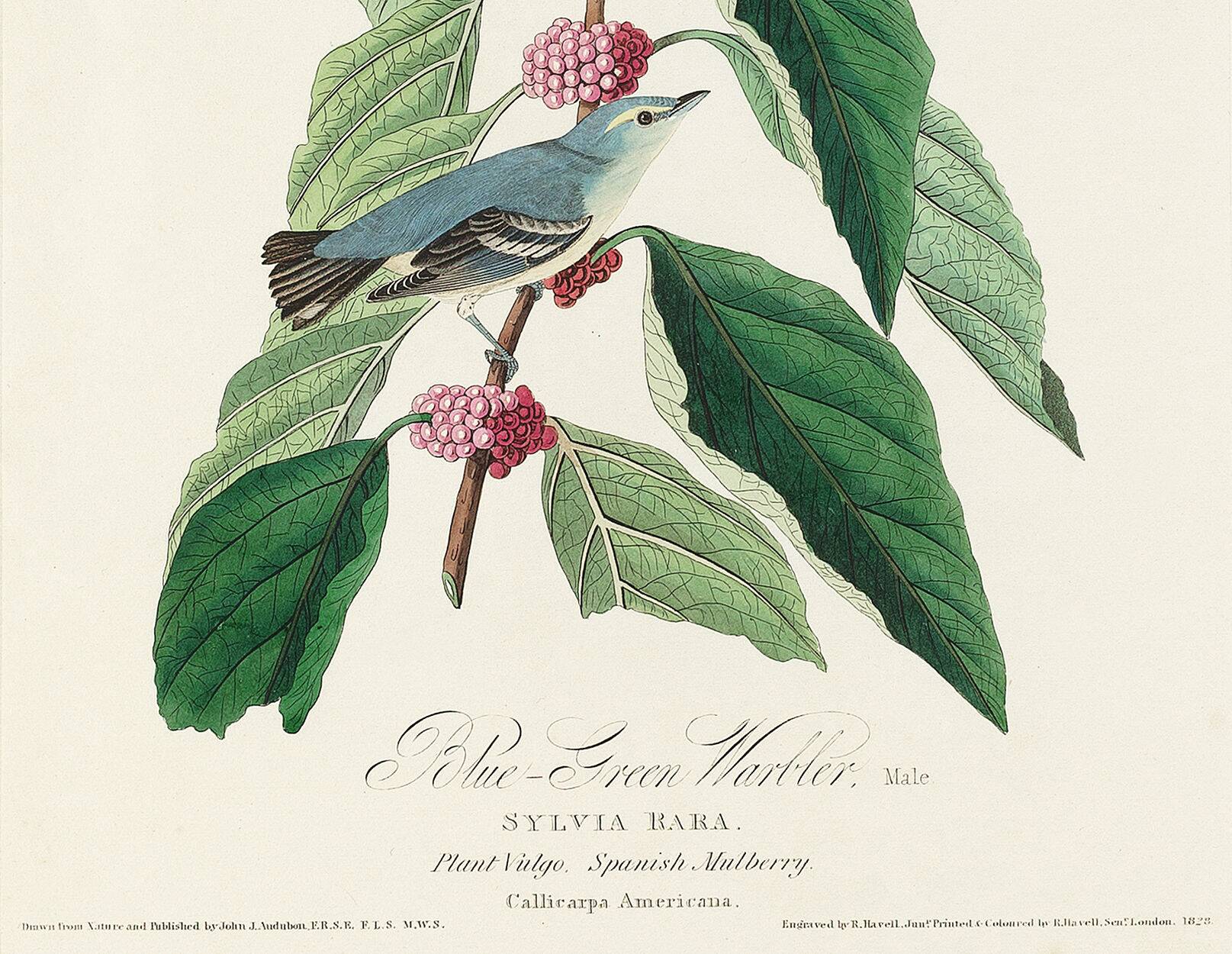 Affiche sur la Paruline bleue, d’après une gravure ancienne de 1827.