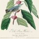 Affiche sur la Paruline bleue, d’après une gravure ancienne de 1827.