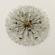 XXL Austrian Dandelion Wall or Ceiling Lamp by Emil Stejnar for Rupert Niko