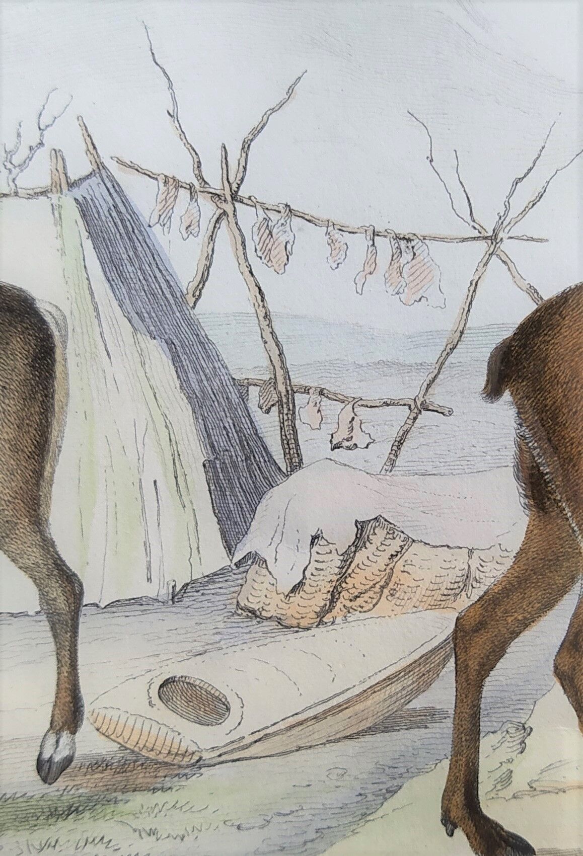 Zoological plank, original "renne - Elan " Buffon 1840