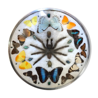 Cadre d'insectes et papillons
