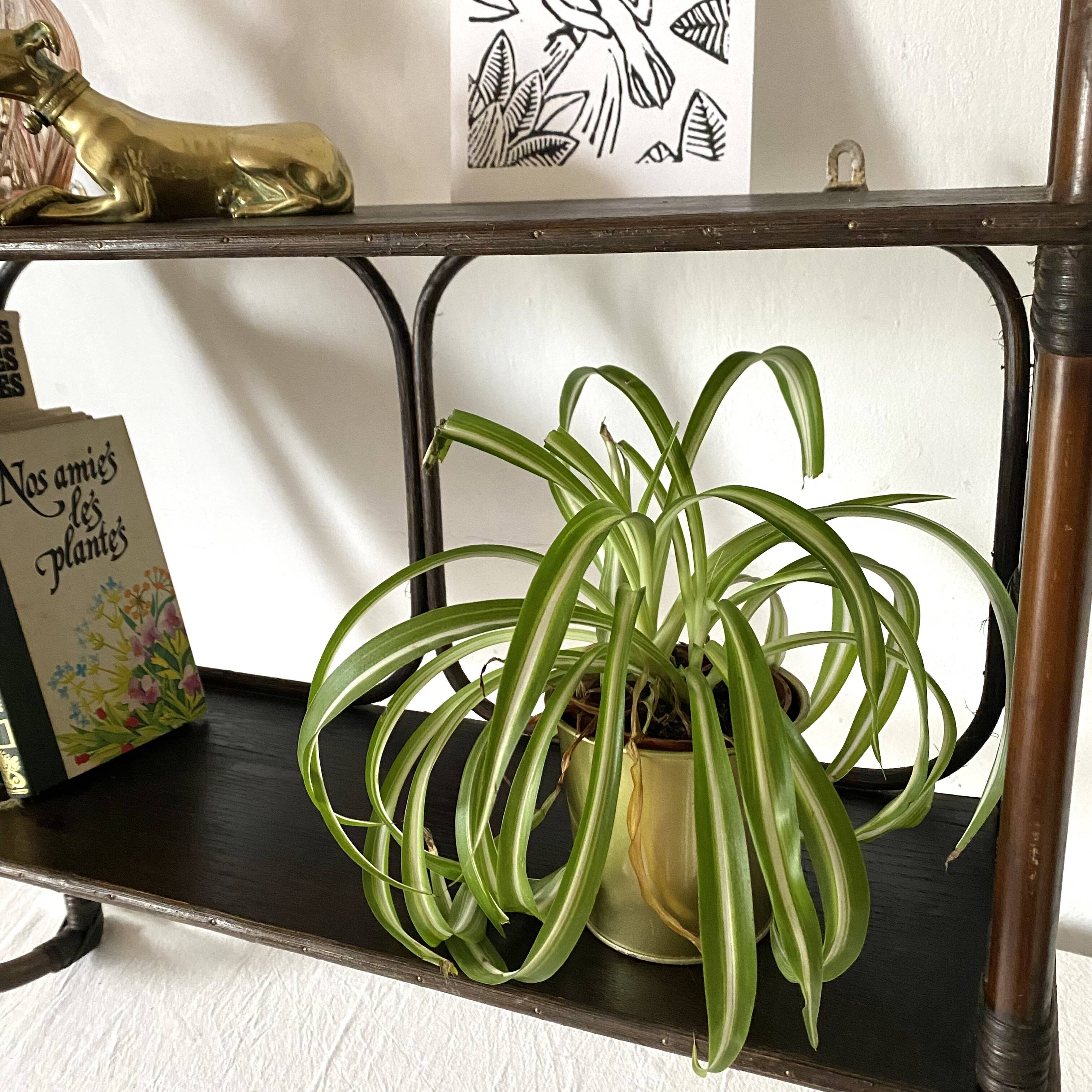 Rattan wall shelf 1970