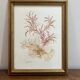 tableau vintage algues naturelles