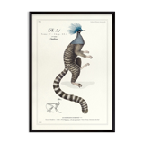 Chimera lithograph engraving animal - the marmoset