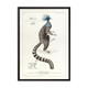 Chimera lithograph engraving animal - the marmoset