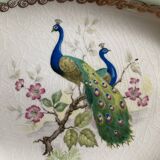Ravier peacocks L'Amandine