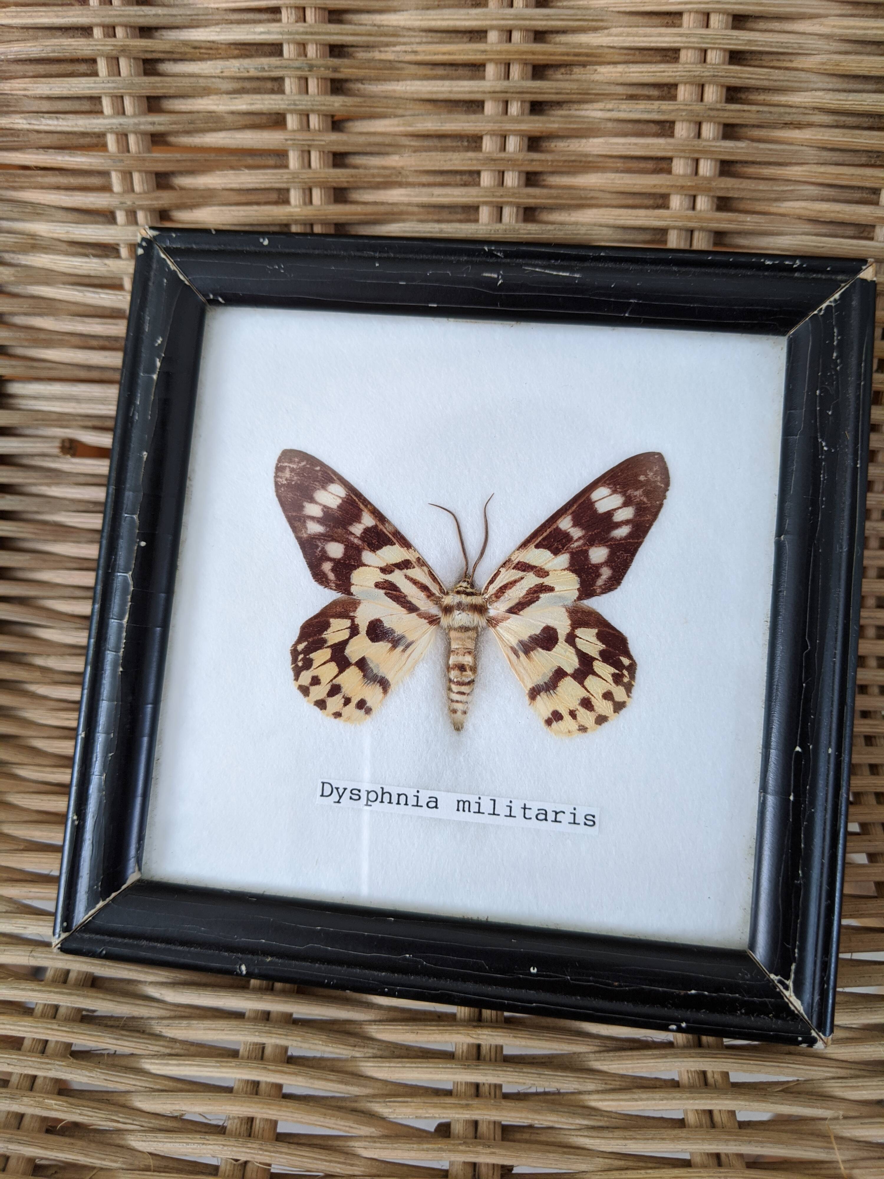 Naturalized Butterfly