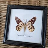 Naturalized Butterfly