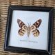 Naturalized Butterfly