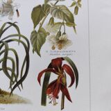 Chromo-lithograph from 1909 - Flower and decorative plants (1) - German plate - Engraving