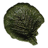 small dish of cabbage leaf slip