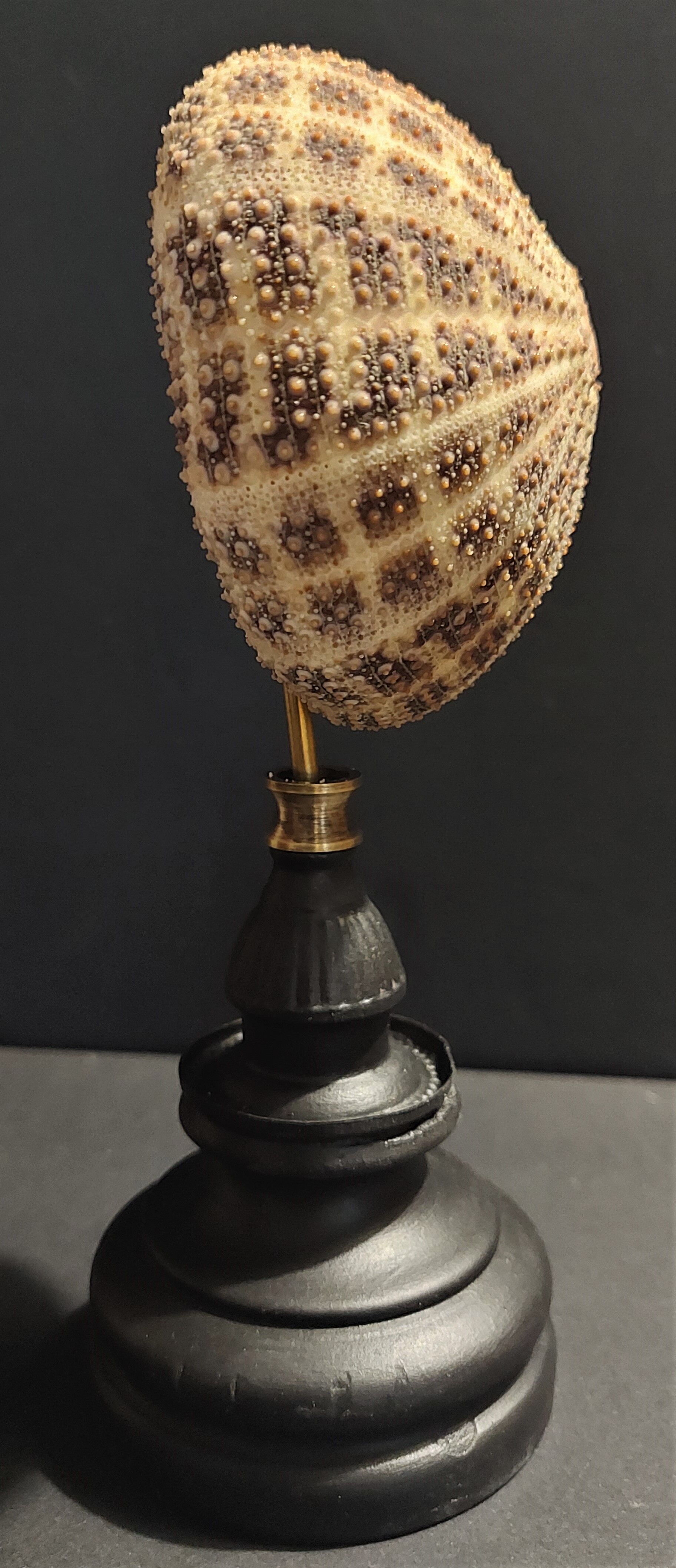 Cabinet of Curiosities sea urchin toxopneustes pileolus on base