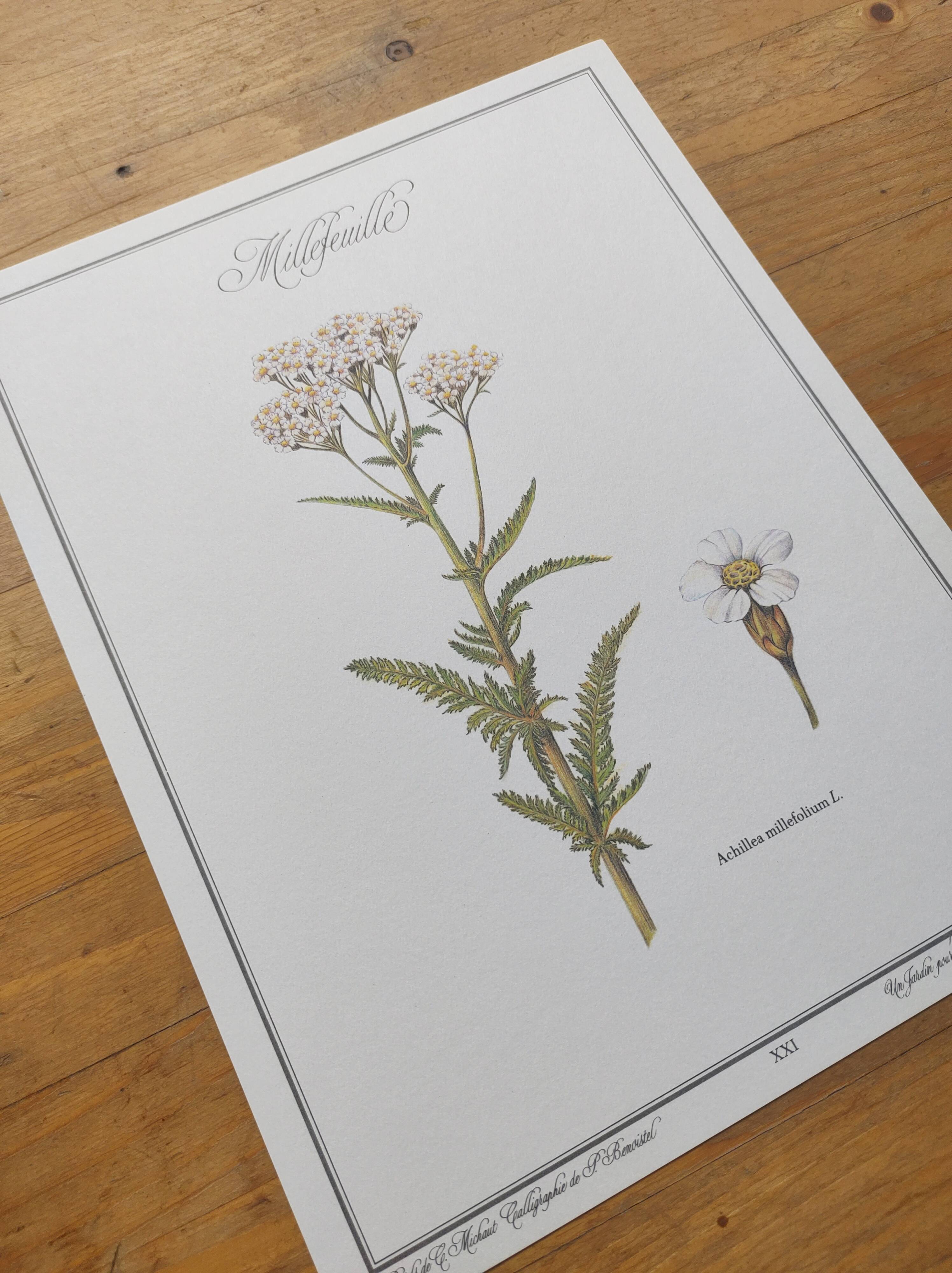 Gravure botanique - Millefeuille