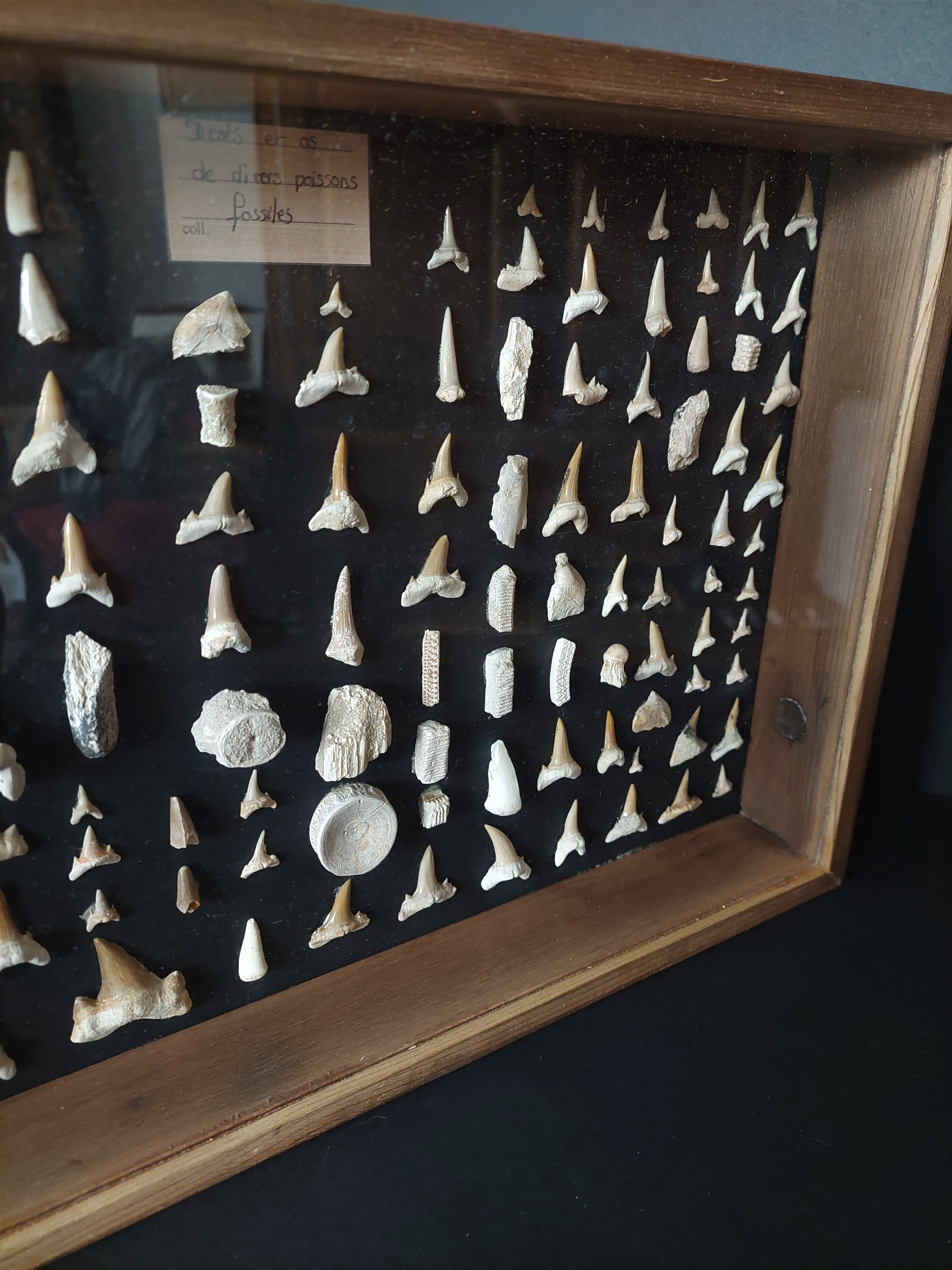 Showcase with fossil
