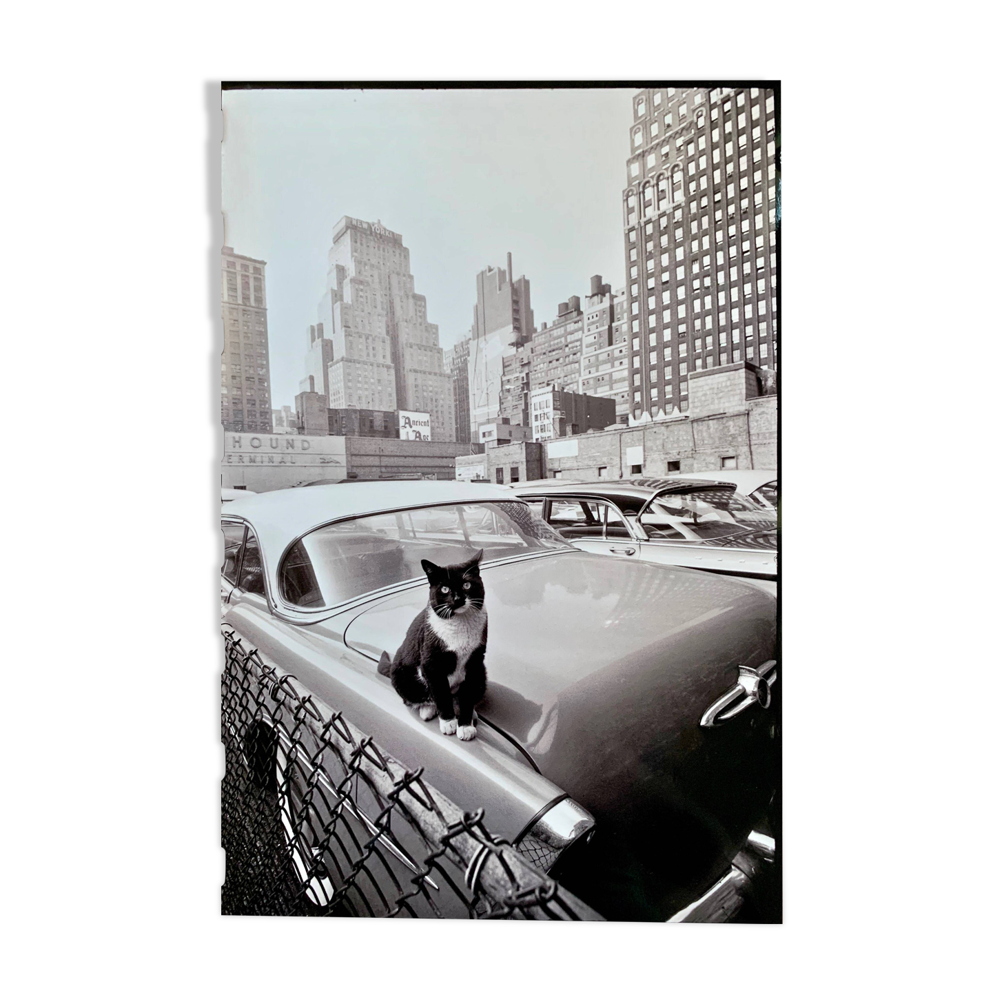 Fine Art Photography by Angelo Rizzuto “Cat on a Car” – New York, 1958