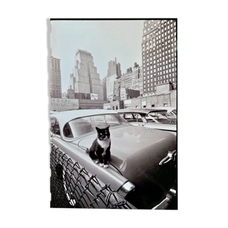 Fine Art Photography by Angelo Rizzuto “Cat on a Car” – New York, 1958