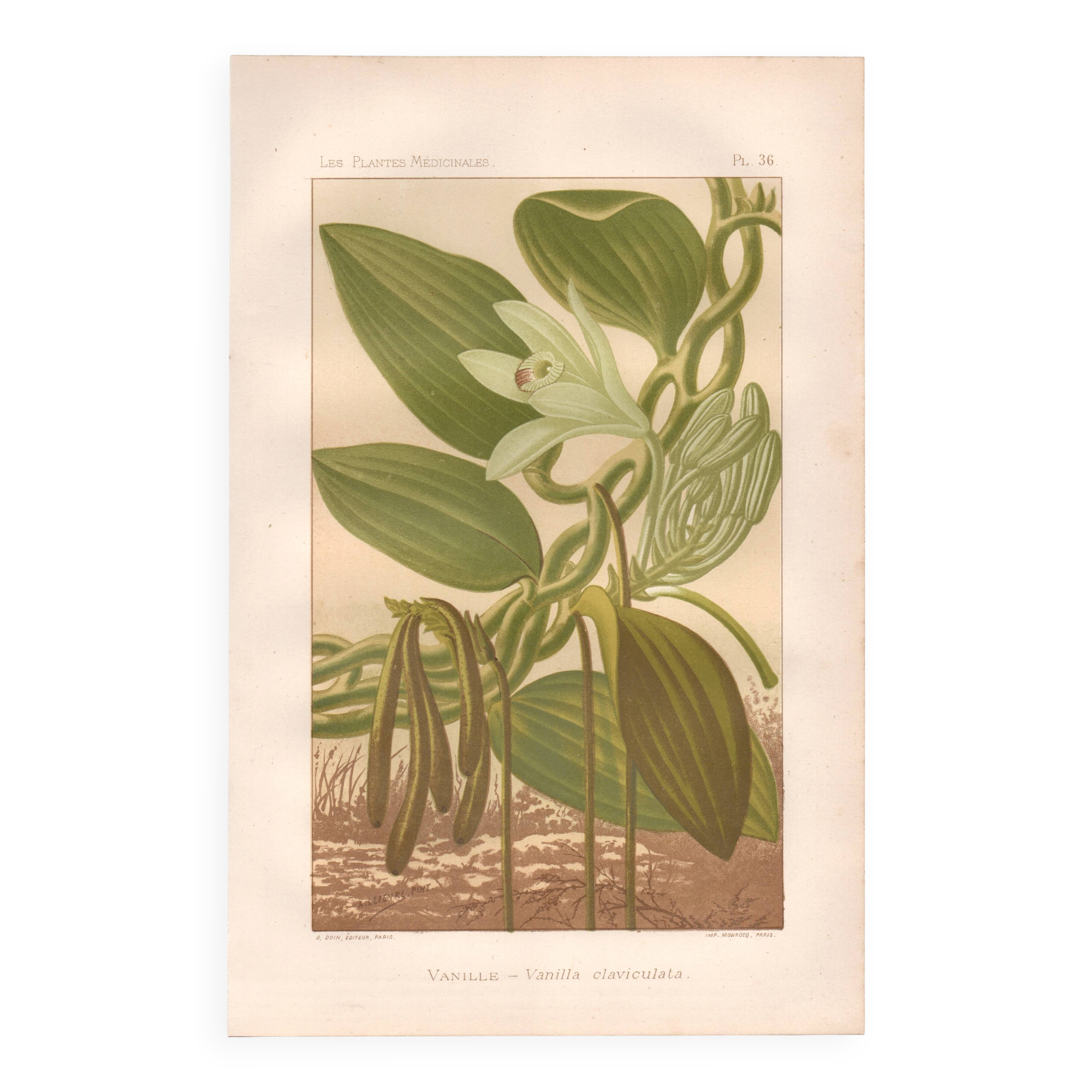 Gravure botanique 1889 - Vanille et orchidée tropicale. Illustration fleur