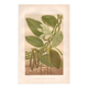 Gravure botanique 1889 - Vanille et orchidée tropicale. Illustration fleur