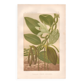 Botanical engraving 1889 - Vanilla and tropical orchid. Flower illustration.