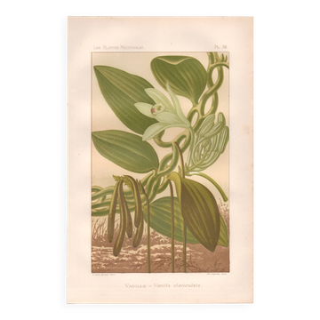 Botanical engraving 1889 - Vanilla and tropical orchid. Flower illustration.