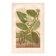 Gravure botanique 1889 - Vanille et orchidée tropicale. Illustration fleur