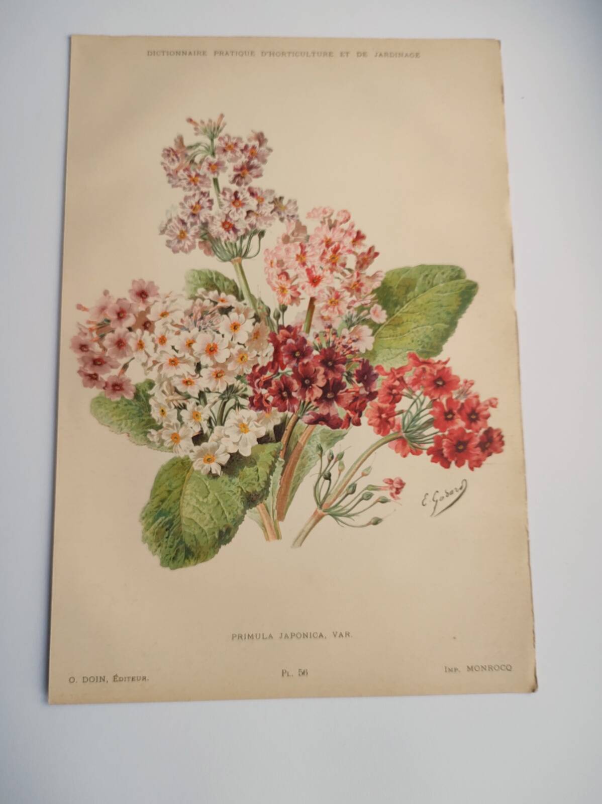 Botanical engraving from 1897 - Japanese primrose - original old flower plate by E.Godard