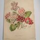 Botanical engraving from 1897 - Japanese primrose - original old flower plate by E.Godard