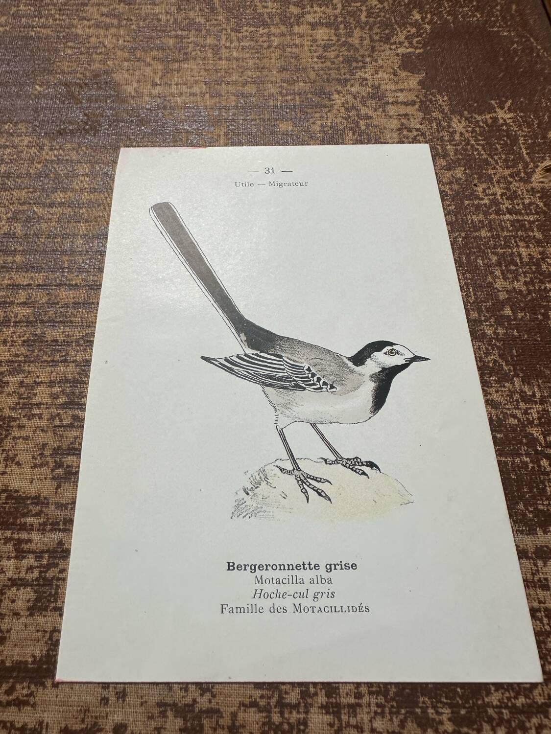 Vintage botanical board bird engraving 19th