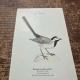 Vintage botanical board bird engraving 19th